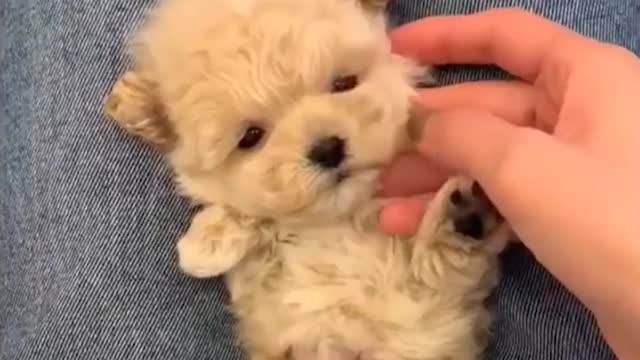 Baby Dogs Funny Compilation - Puppy Cuteness to the max! ❤️❤️❤️