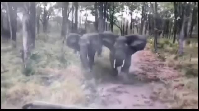 When elephants attack humans in the forest