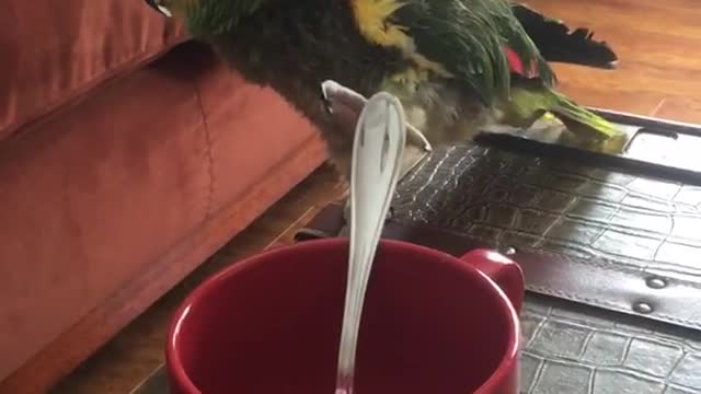 Bird talking to person calling him little dog boy