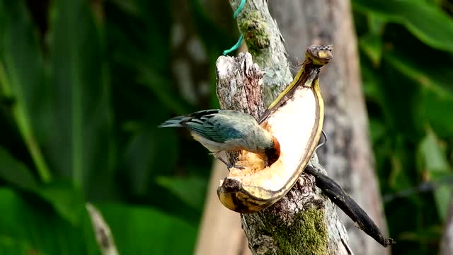 Nature Ave Bird Banana Colombia