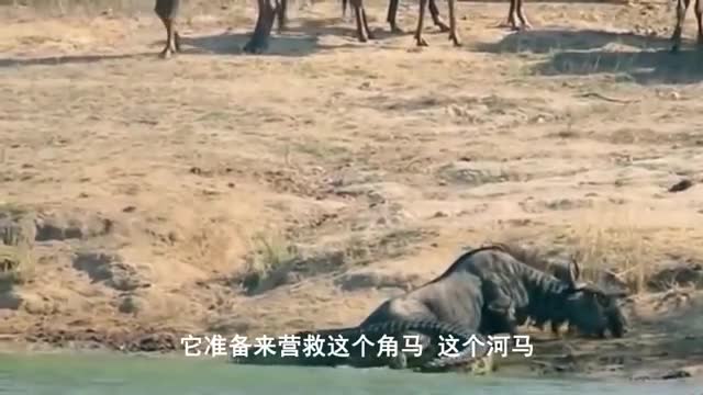 African wild dog eats warthog alive