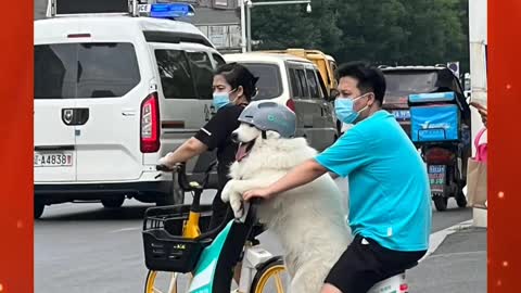Self-disciplined dog