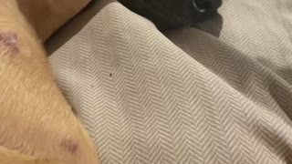 After a long run she sleeping in between moms leg