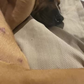 After a long run she sleeping in between moms leg