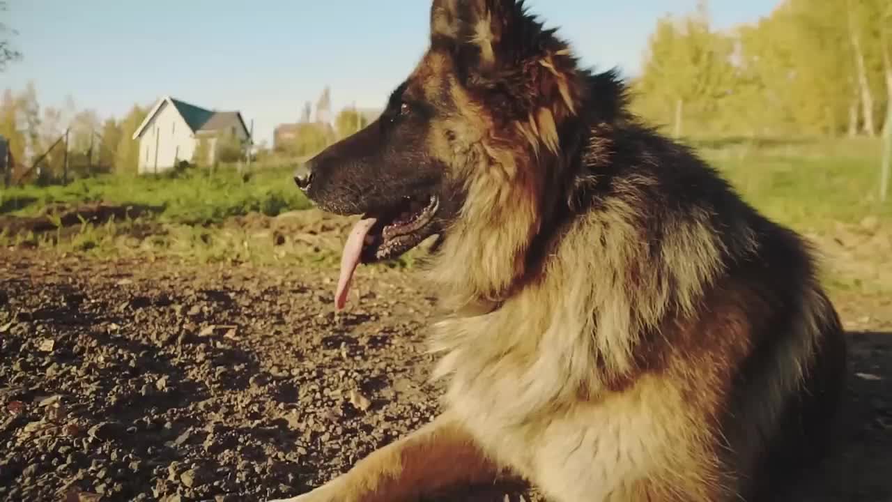 Dog is a man’s friend