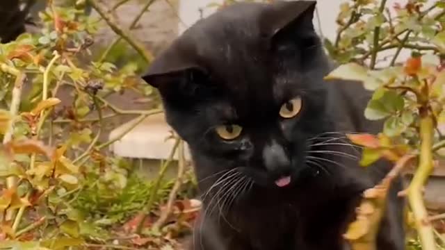 Beautiful cat