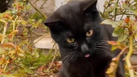 Beautiful cat