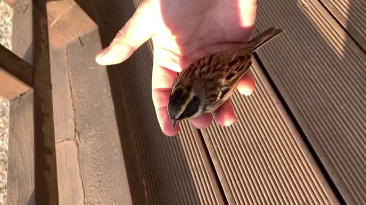 Bird injured by hitting a window