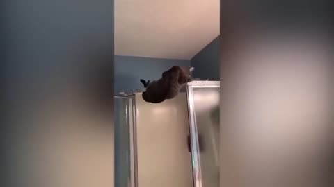 funny videos
