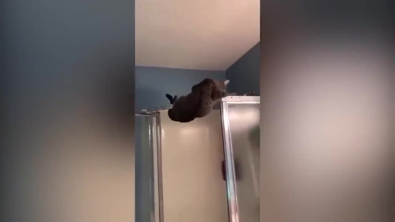 funny videos
