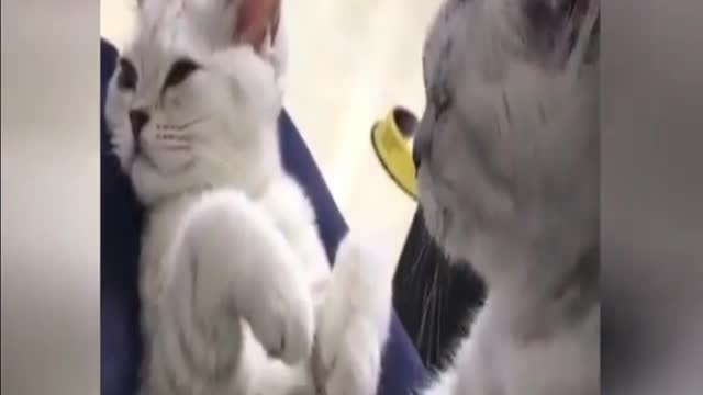 1 Hour of the Funniest Cats | Funny Pet Videos