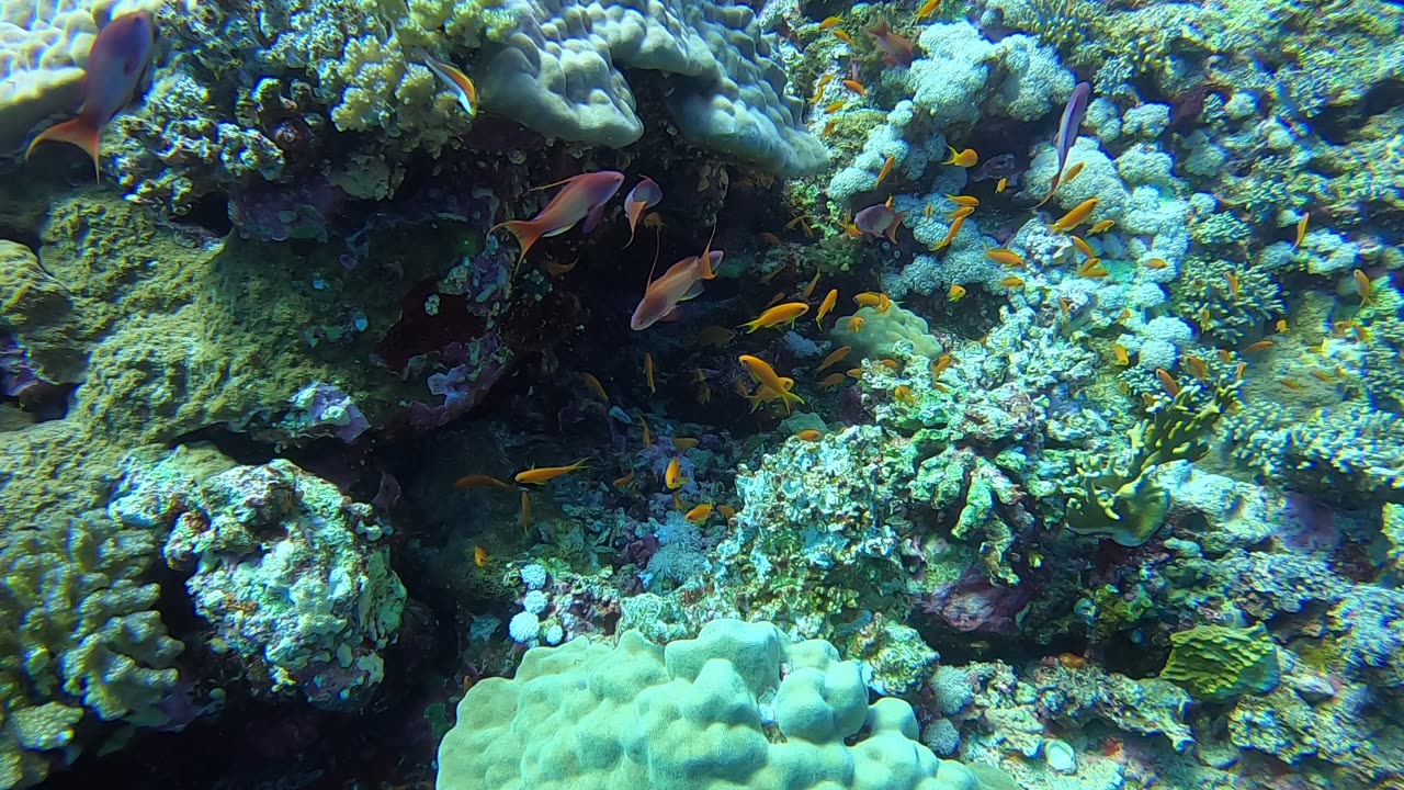 Red Sea SCUBA Diving - Misc fish on coral