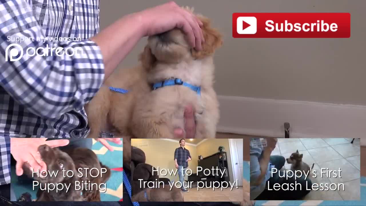 3 Easy things to Teach your New Puppy