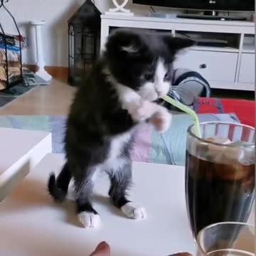Kitten tries to drink soda with straw - funny