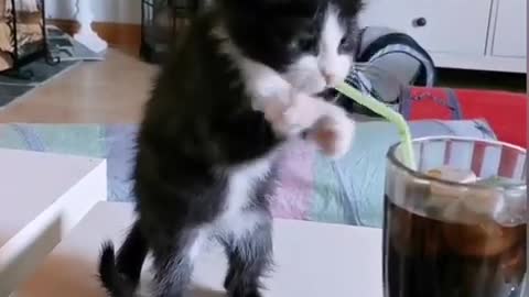 Kitten tries to drink soda with straw - funny