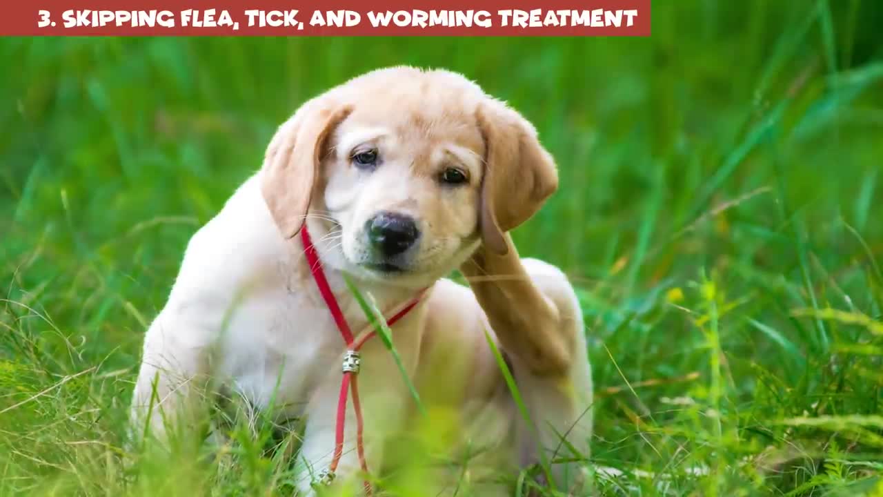 12 Harmful Things You Do to Your Dog Without Realizing It