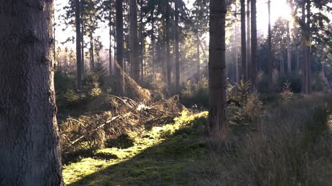 pan back in the woods