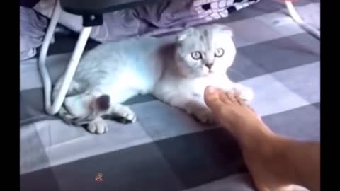 Cat funny intresting video