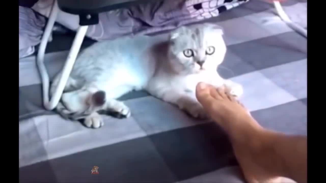 Cat funny intresting video