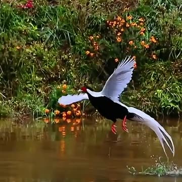 Beautiful bird having a lovely feathers