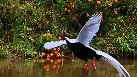 Beautiful bird having a lovely feathers