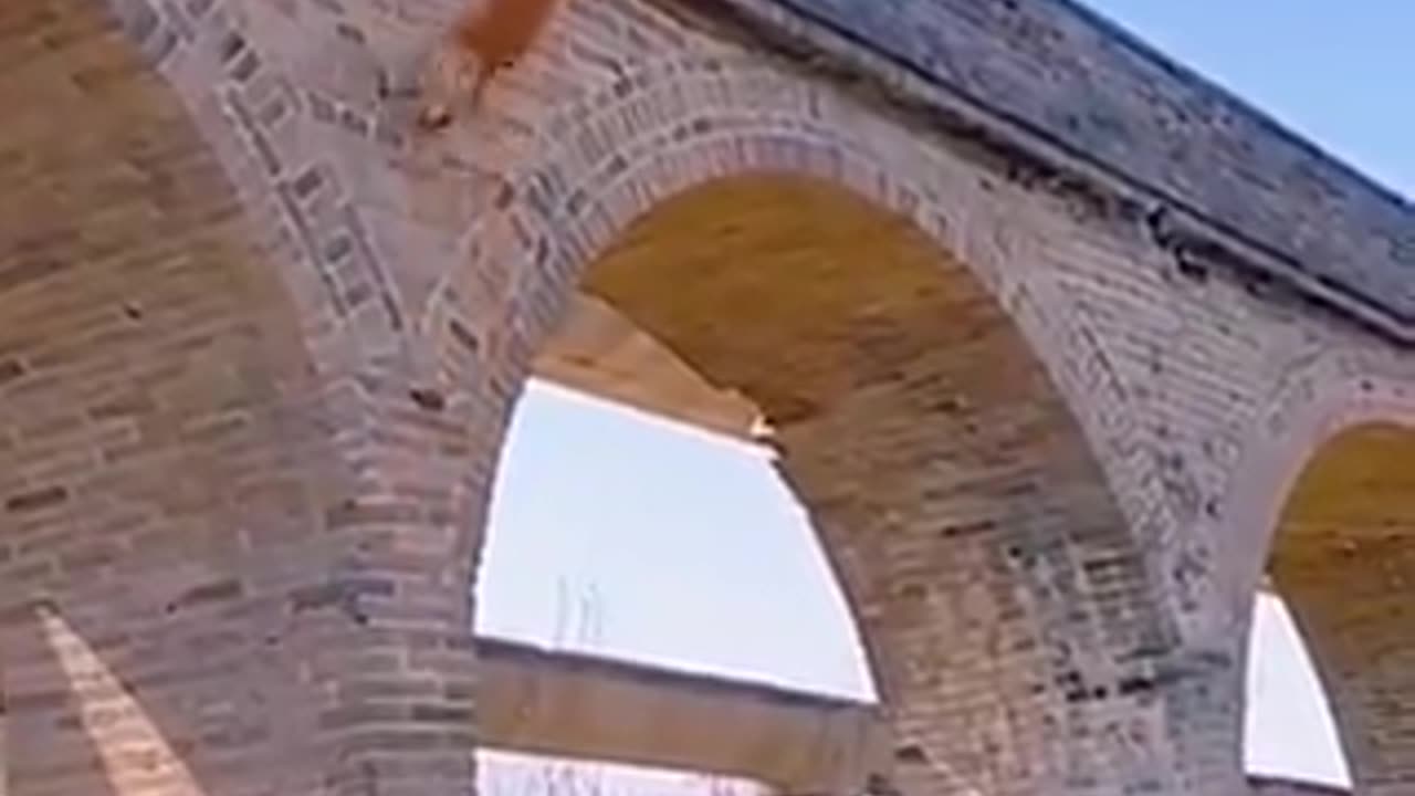 Incredible Dog Climbs Brick Wall to Catch Airborne Ball!