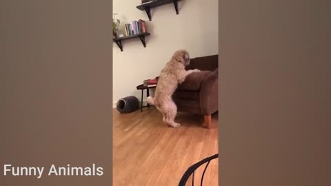 BEST ANIMALS Funny Pet Videos 2021 #04