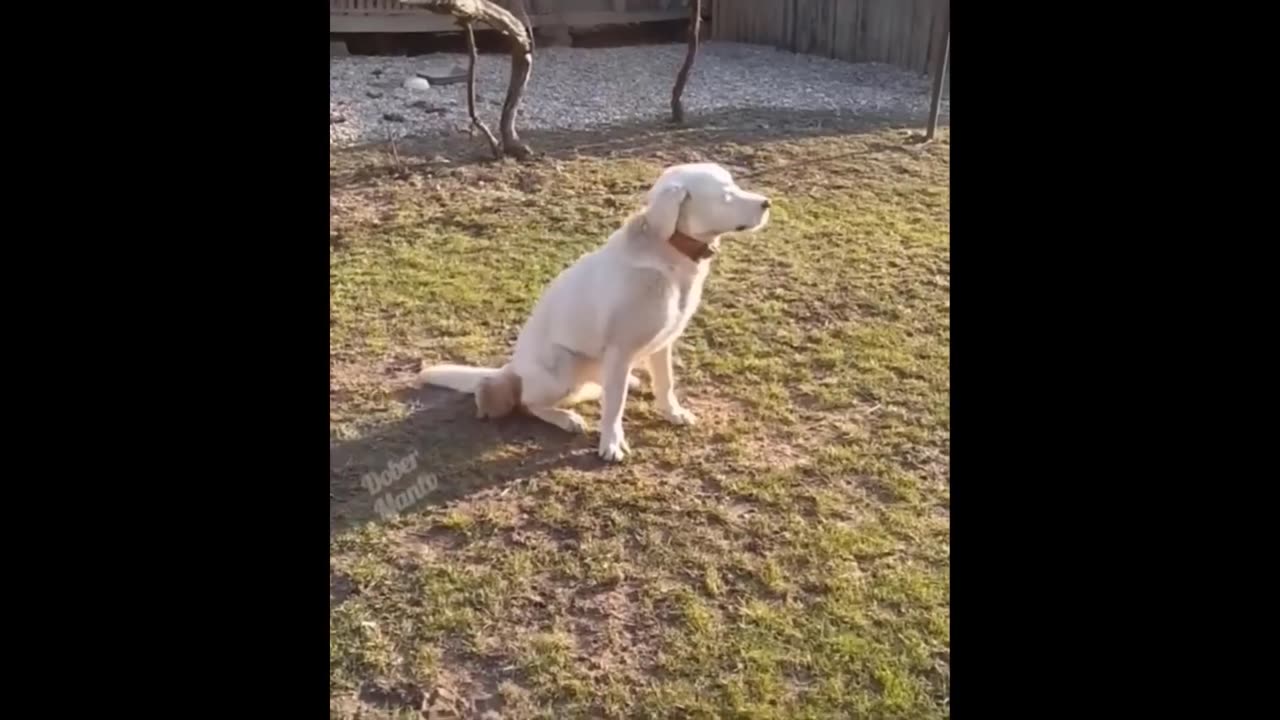 "Critter Capers: Hilarious Animal Antics Caught on Camera!"