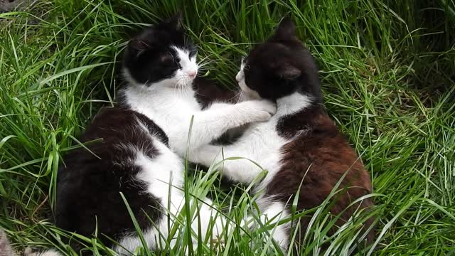 Two kittens playing on the grass in a funny way