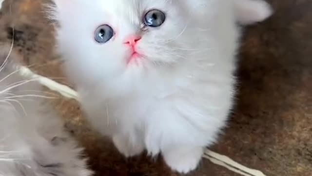 Kittens also have concerns, but they won't post them on Moments