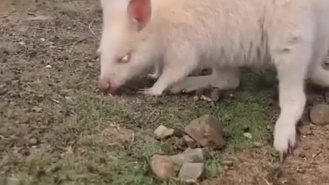 Albino Wallaby