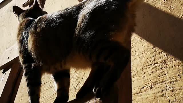 Cat and stair