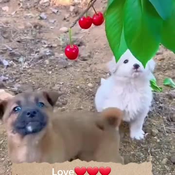 Cute baby animals Videos Compilation cute moment of the animals - Cutest Animals On Earth