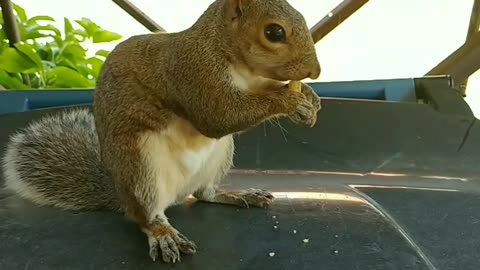 Mika The Squirrel's reactions to the corn 🌽