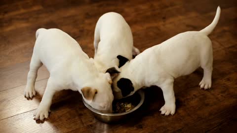 Hungry puppies eating together