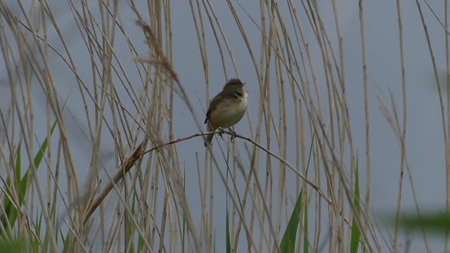 Reed Warbler