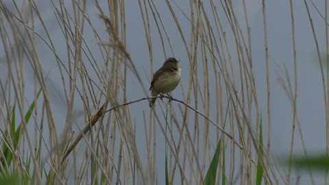 Reed Warbler