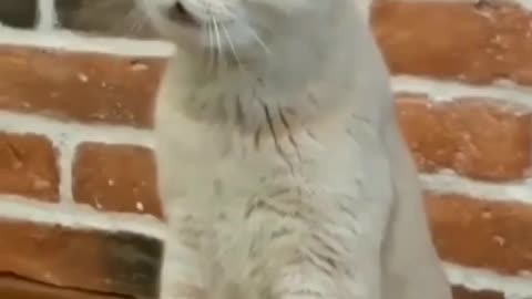 Beautiful Cat angry on dog