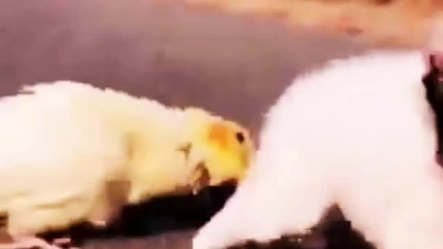 BIRD ATTACK CUTE PUPPY...FUNNY!!!