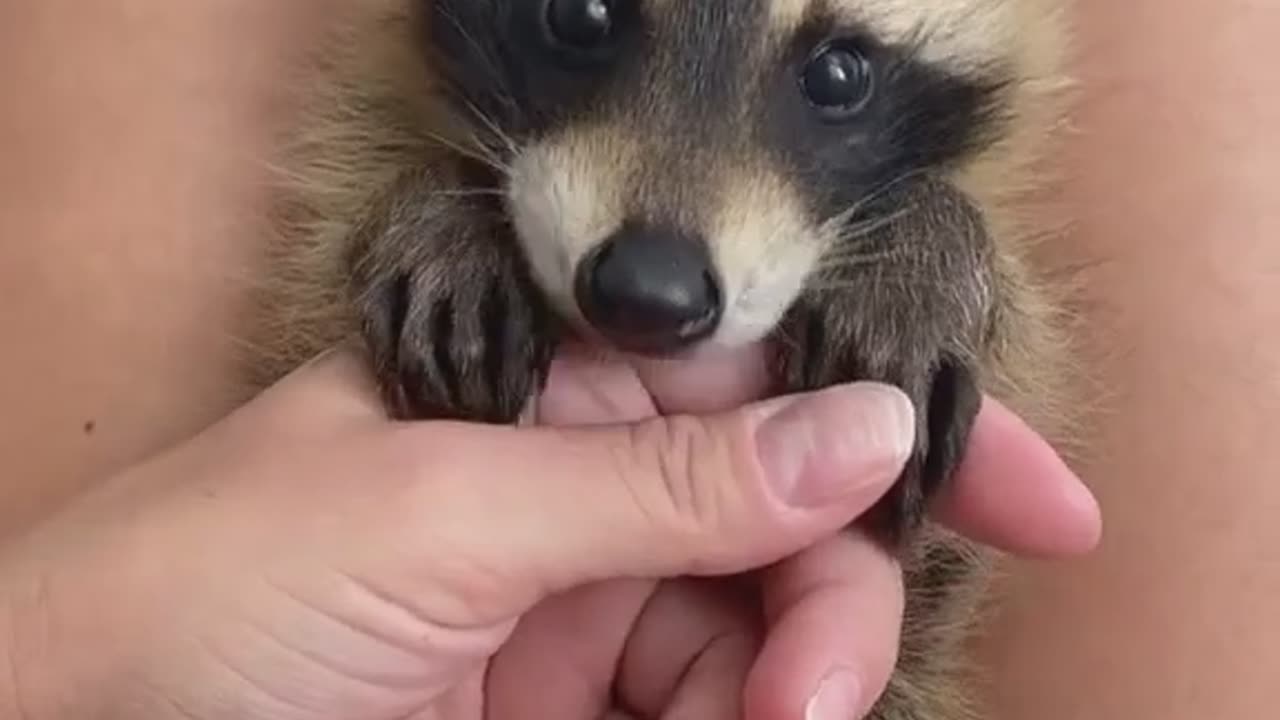 Baby_Raccon#