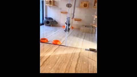 Funny Dancing Pets