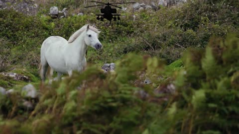 weiße pferd und natur