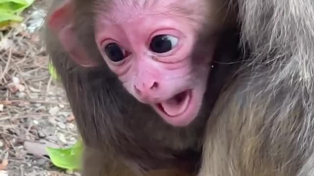 cute little monkey