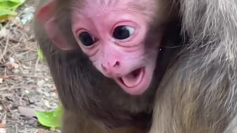 cute little monkey