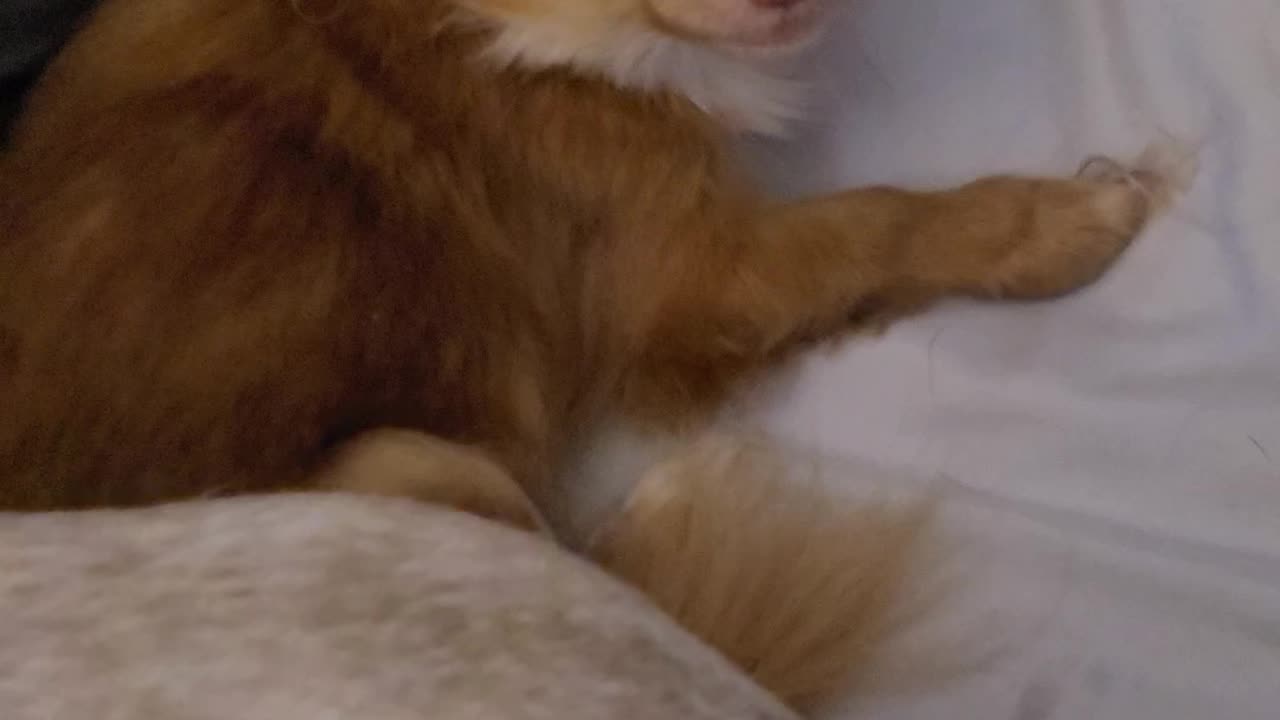 Micro Chihuahua birthday soon