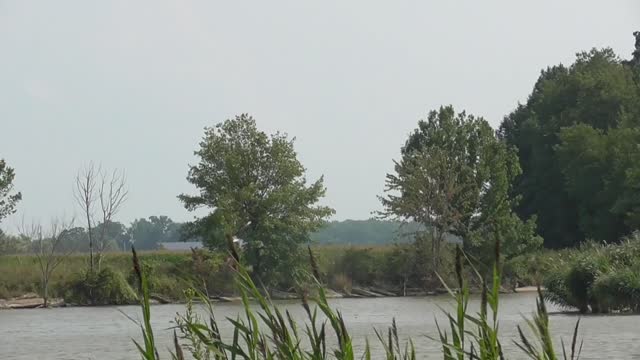 221 Toussaint Wildlife - Oak Harbor Ohio - Herring Looking For Lunch