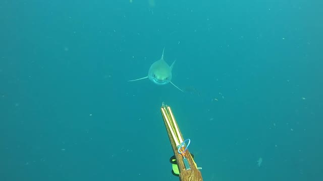 Great White Close Call