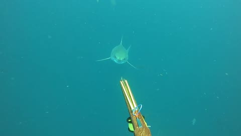 Great White Close Call