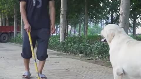 THE GREAT DANE - THE TALLEST DOG IN THE WORLD