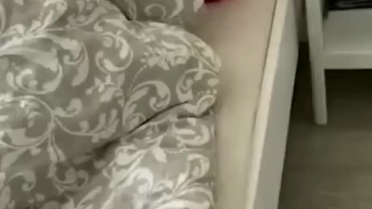 funny petsies